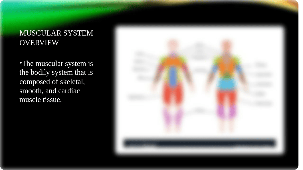 My system analysis final project Muscular System forearm extensors.pptx_djqpxmth1t2_page2