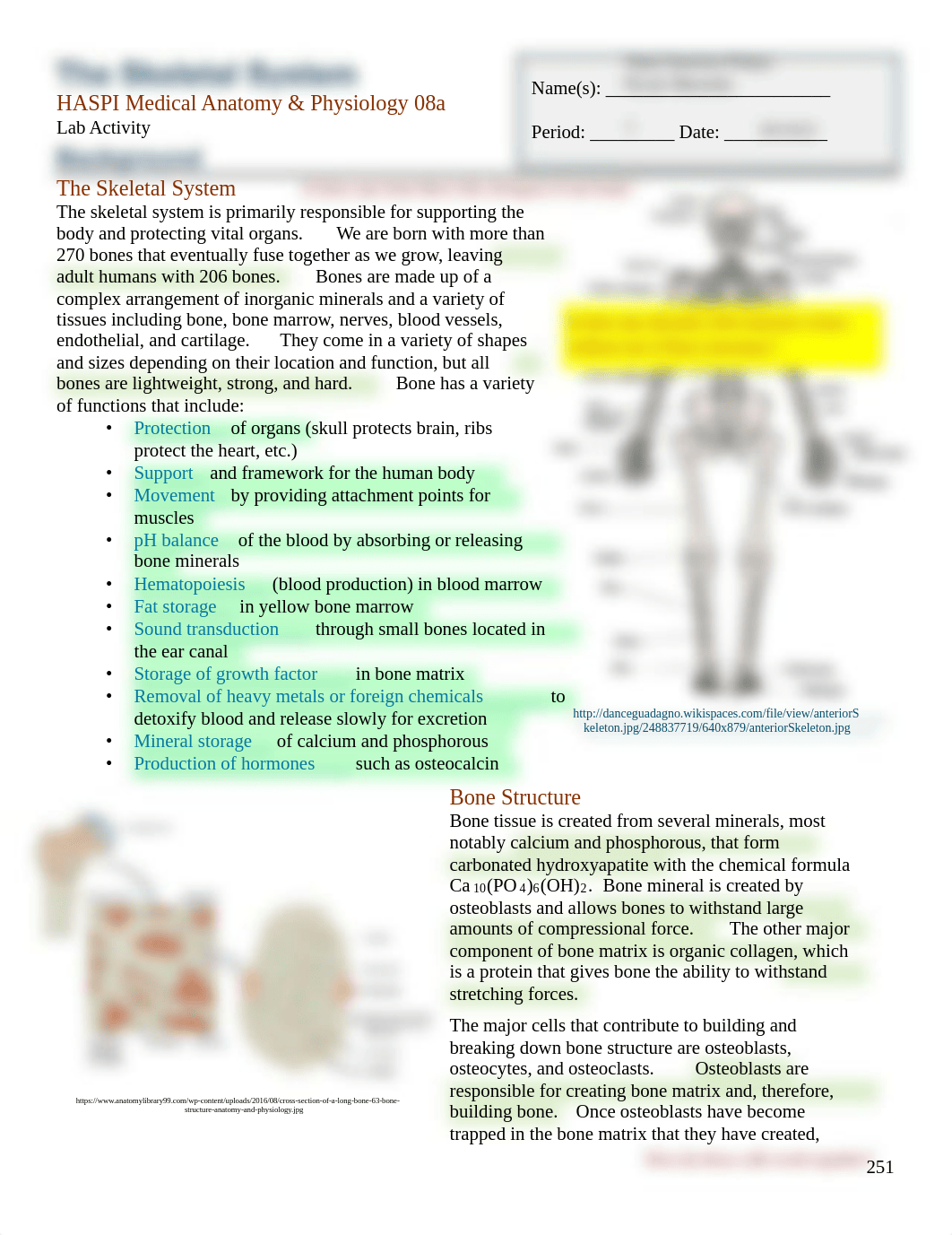 Kami Export - NICOLE MAROTZKE - HASPI_the_skeletal_system2017 (1).docx.pdf_djqvid2e587_page1