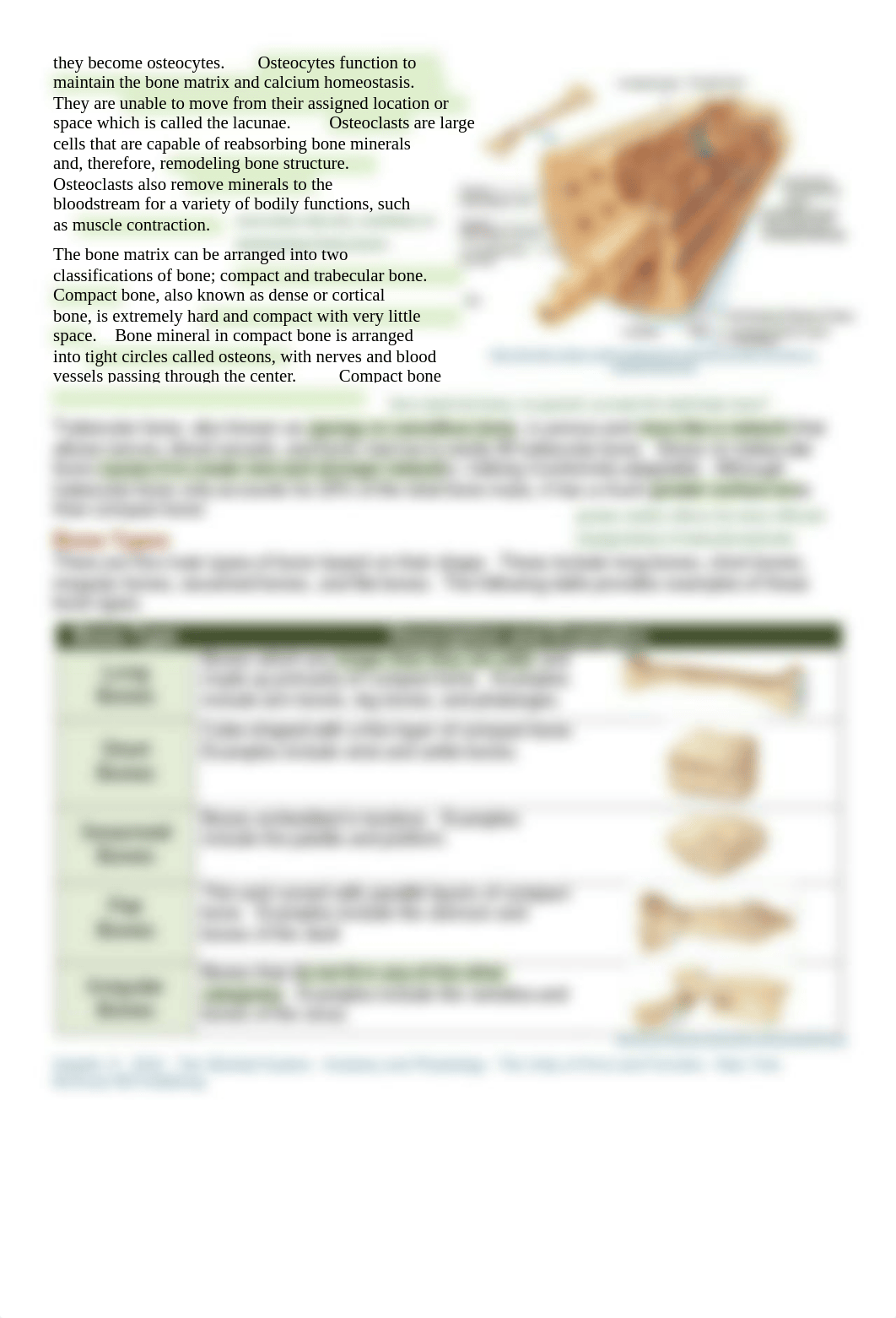 Kami Export - NICOLE MAROTZKE - HASPI_the_skeletal_system2017 (1).docx.pdf_djqvid2e587_page2