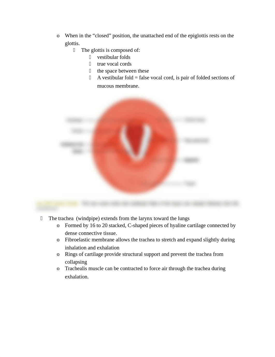 Respiratory system.docx_djrcg5en5zp_page4