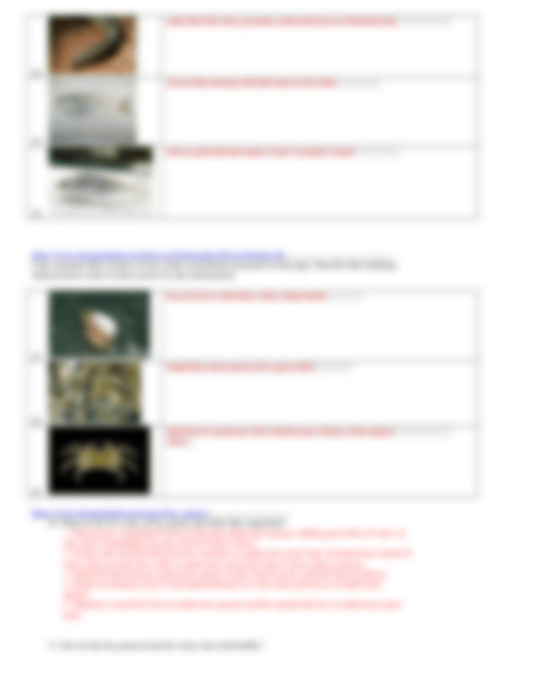 Chesapeake_Bay_Webquest_002.docx_djrfq0csl9y_page3