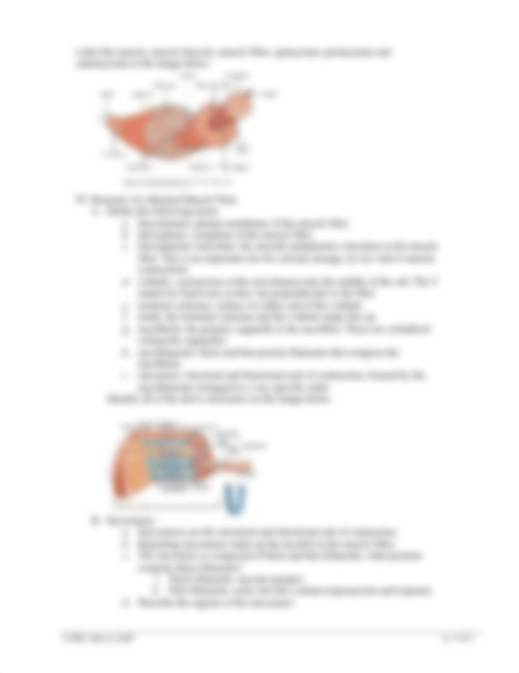 Exam 2 Muscular System Study Guide.doc_djrgbhrho7c_page3