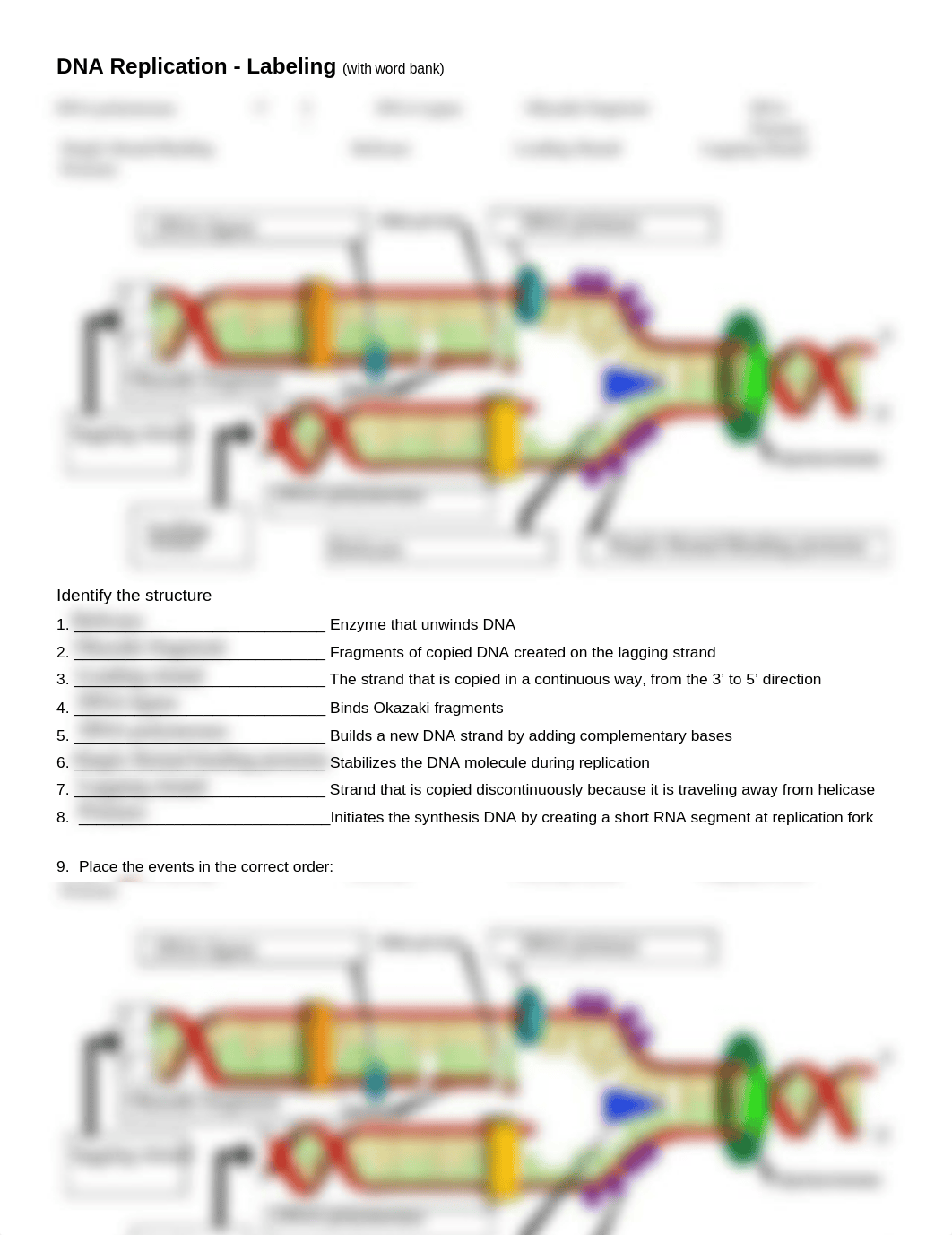 Kami_Export_-_DNA_Replication_Labeling.pdf_djsc4cxbao5_page1