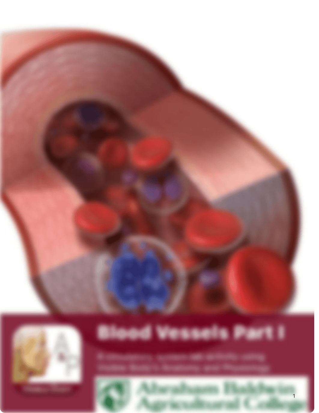 A&P 2 LAB Blood Vessels .pdf_djsjb6odcjb_page1