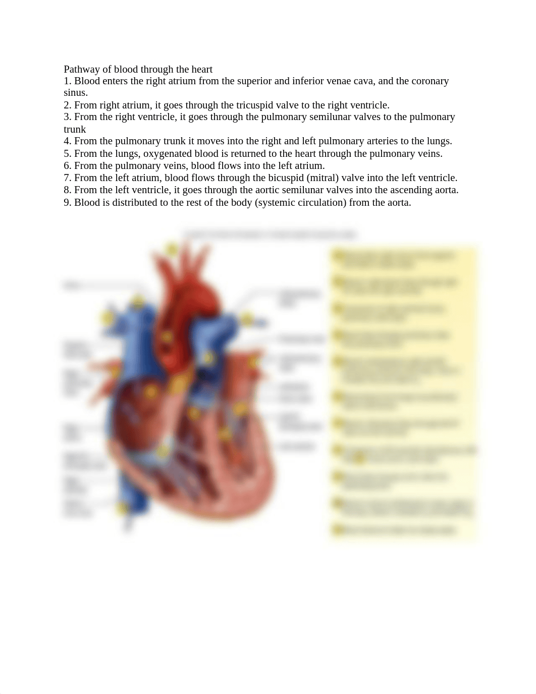 NUR 766 Cardiovascular Outline.docx_djtneeyod76_page2