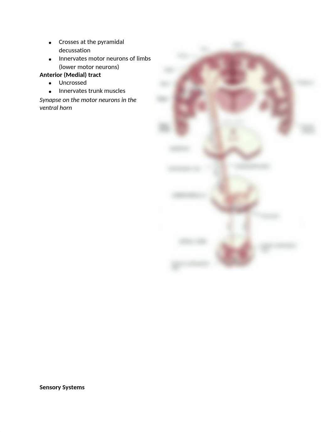 3. Brain Meninges_Blood Supply.docx_djtof6izphp_page3