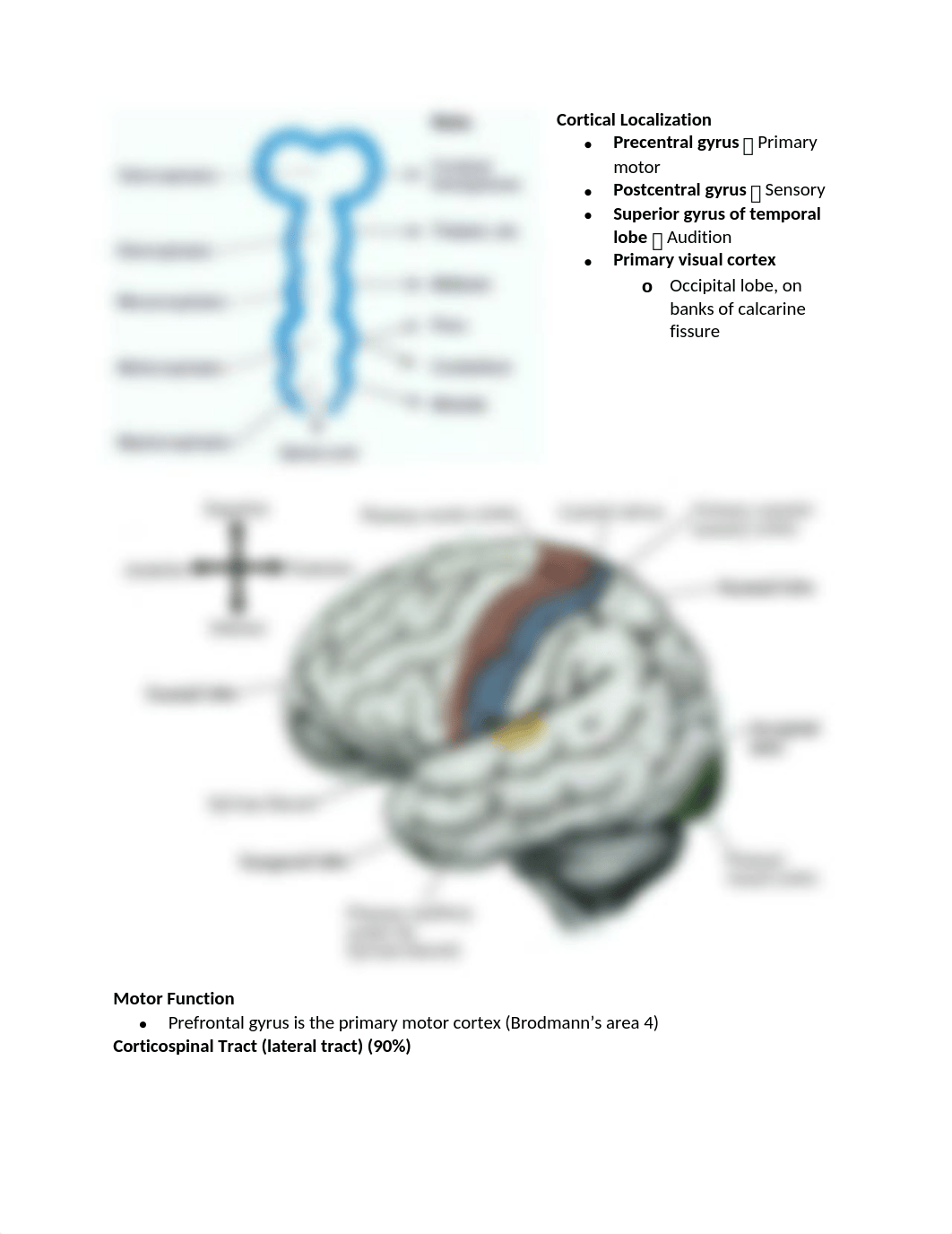 3. Brain Meninges_Blood Supply.docx_djtof6izphp_page2