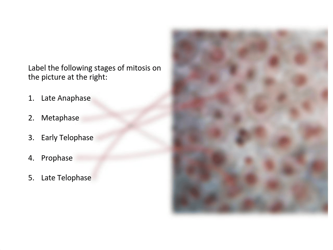 7-mitosis labb-5.pdf_djtyi7hga9h_page3