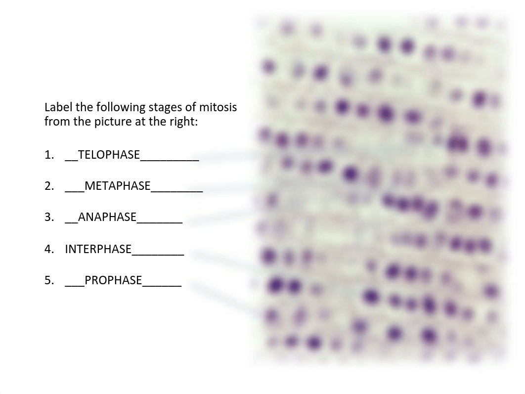 7-mitosis labb-5.pdf_djtyi7hga9h_page4