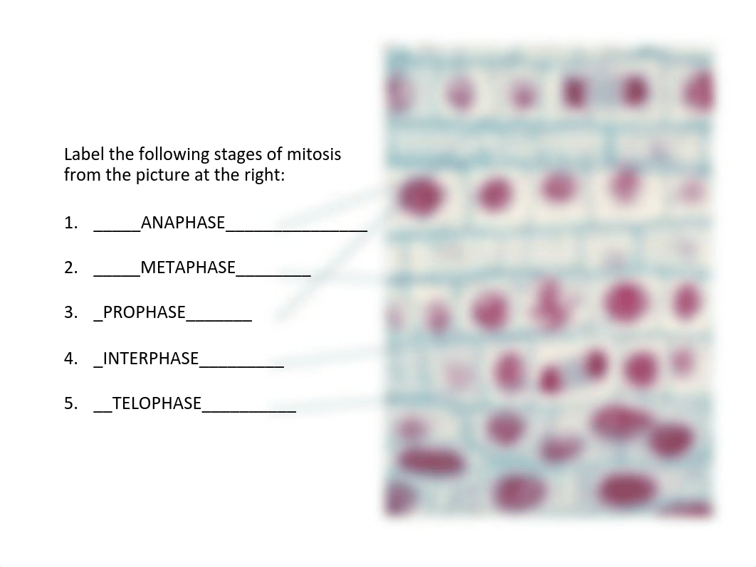 7-mitosis labb-5.pdf_djtyi7hga9h_page2