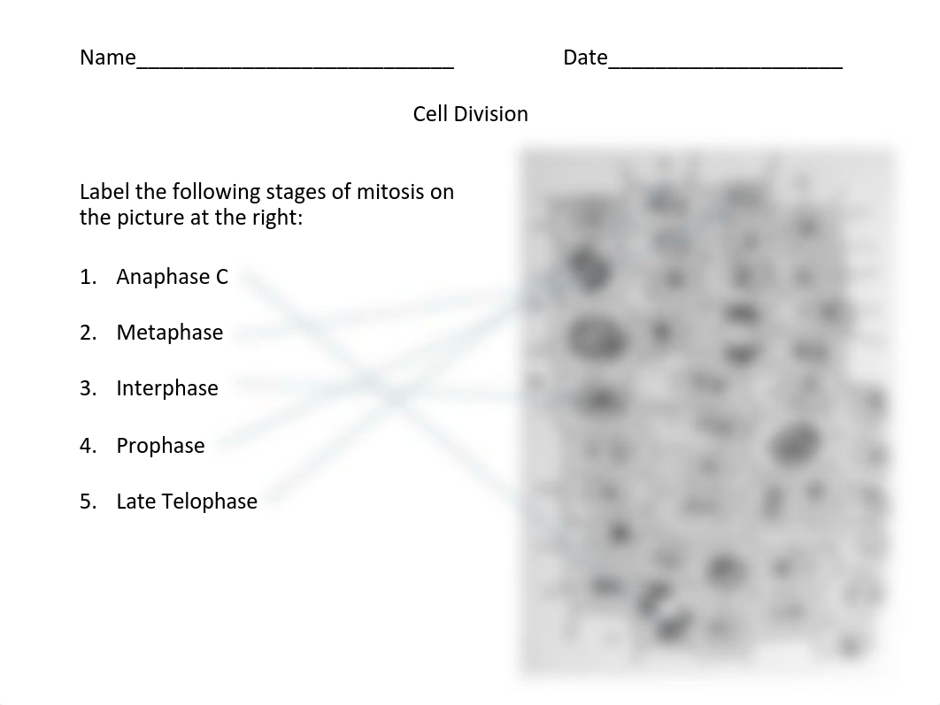 7-mitosis labb-5.pdf_djtyi7hga9h_page1