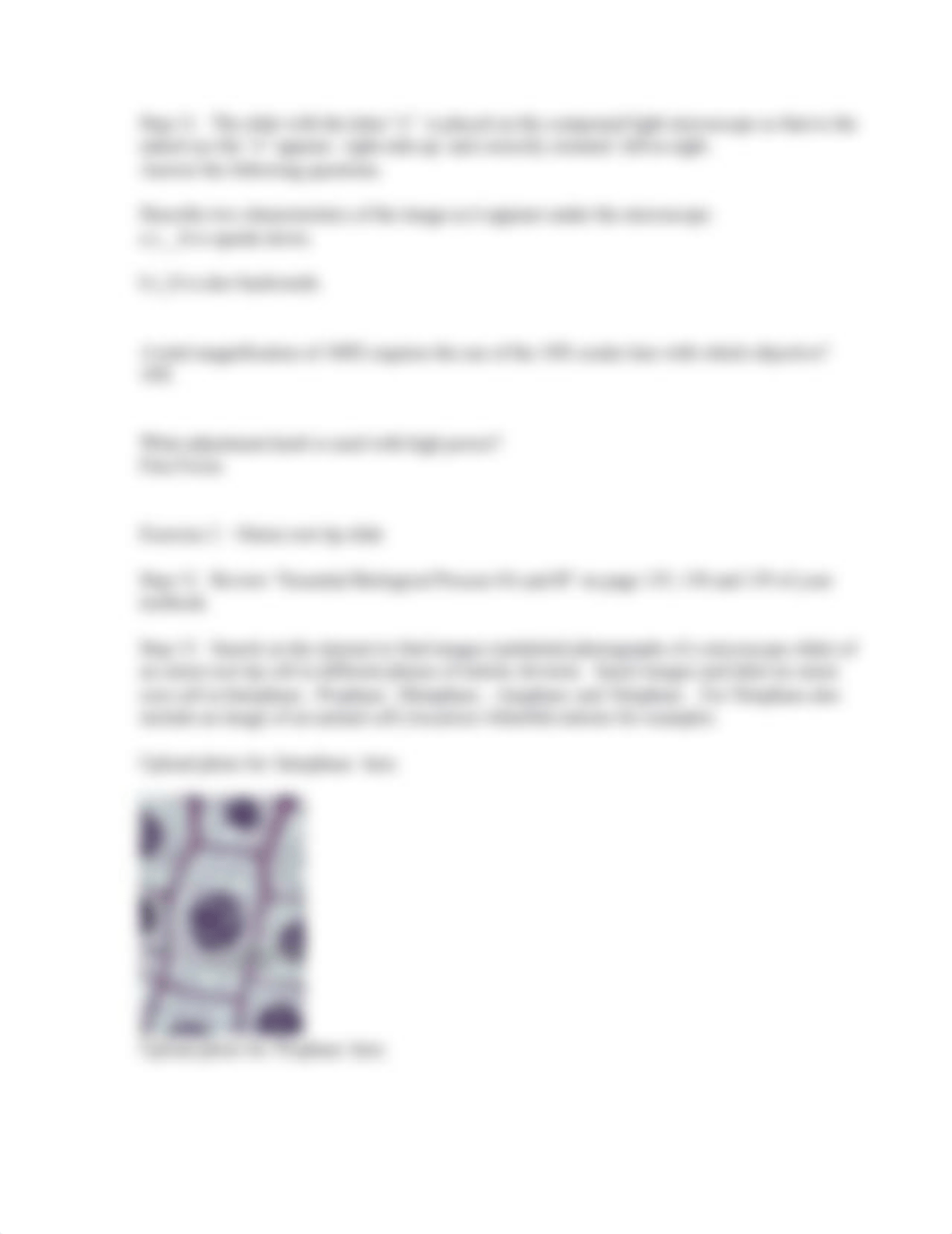 Worksheet 6 -  Light Microscopy, the Cell Cycle and Mitosis (1).docx_djv21g3spxe_page2