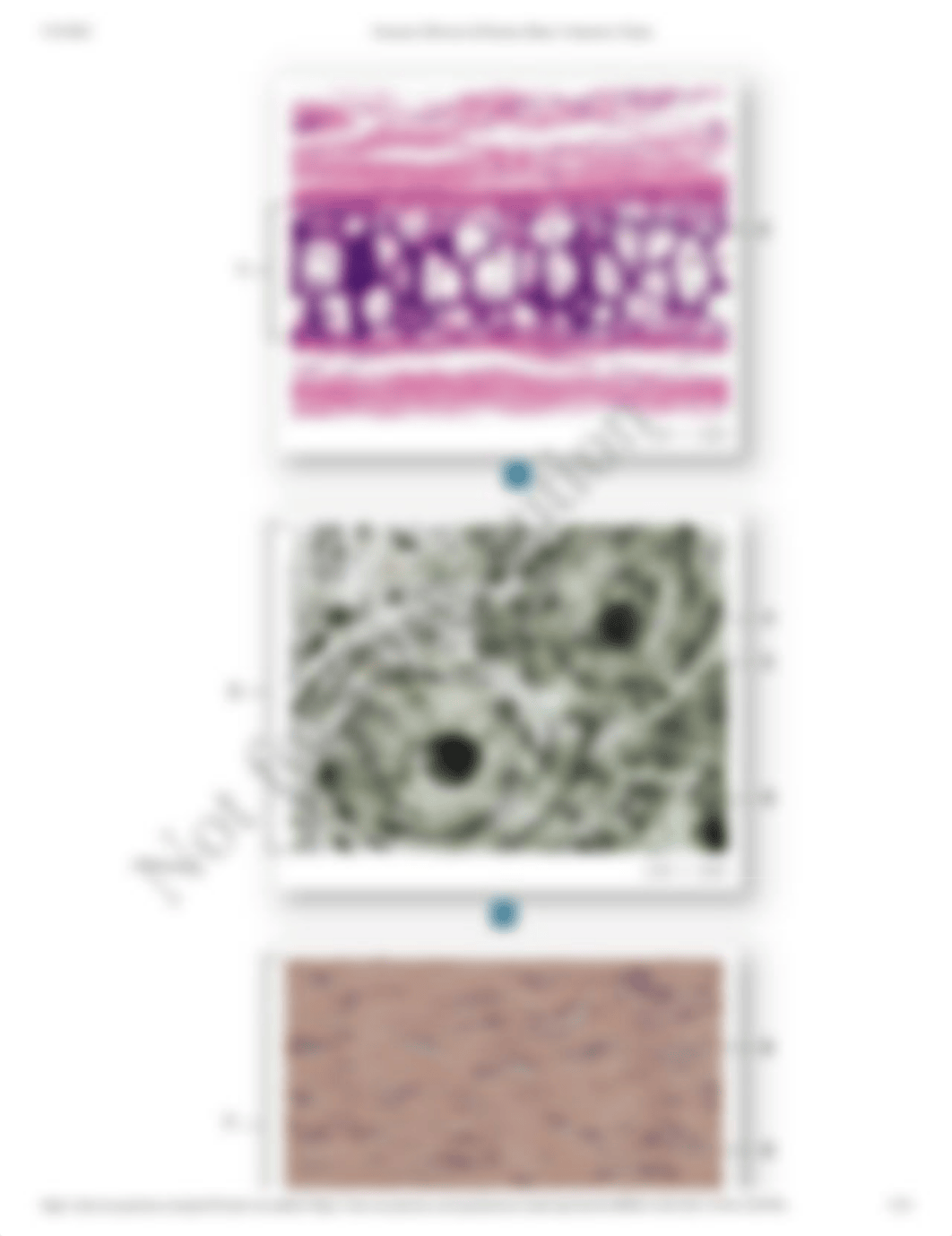 Exercise 8 Review sheet for Connective Tissue Revised.pdf_djv3fhl98a8_page3