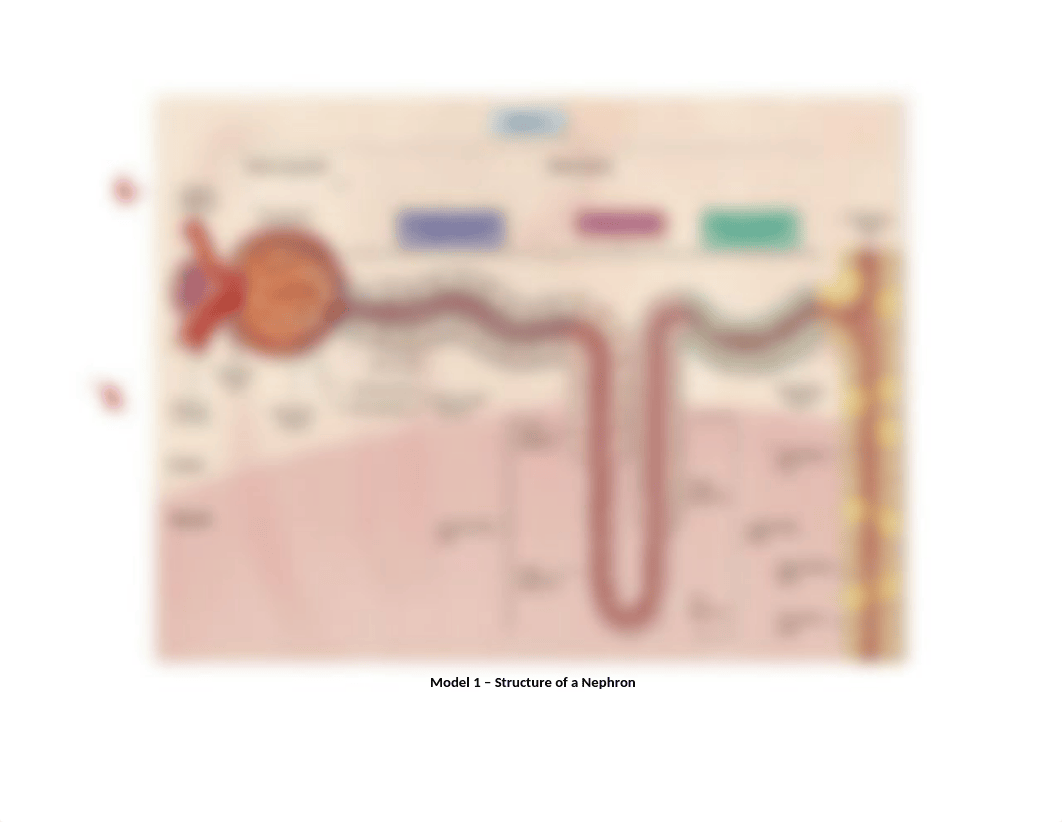 Nephron Activity.docx_djv4s9aec0y_page1