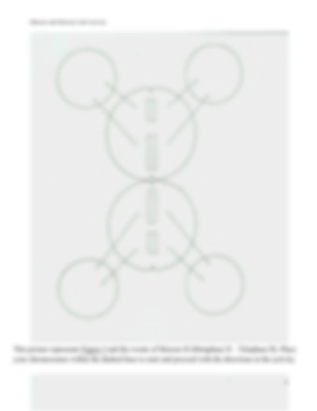 Unit_5_Mitosis_and_Meiosis_Lab_Diagrams[1]_djvj8sx2uwn_page4