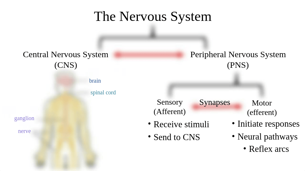 Nerve Histology Student.pptx_djvn4bsnr11_page5