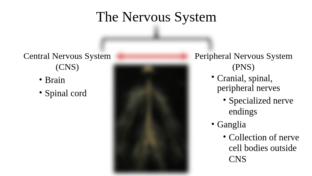 Nerve Histology Student.pptx_djvn4bsnr11_page4