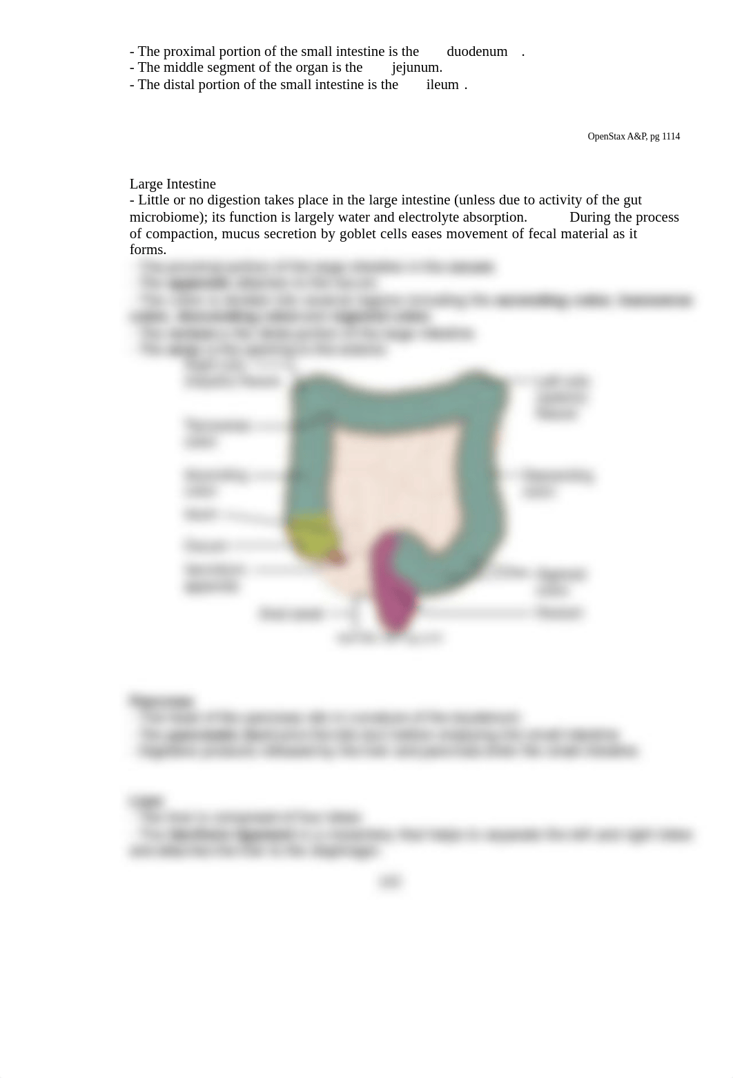 A&P 2 Anatomy of Digestion Lab 2021 (1).docx_djvrl9xyw9p_page3