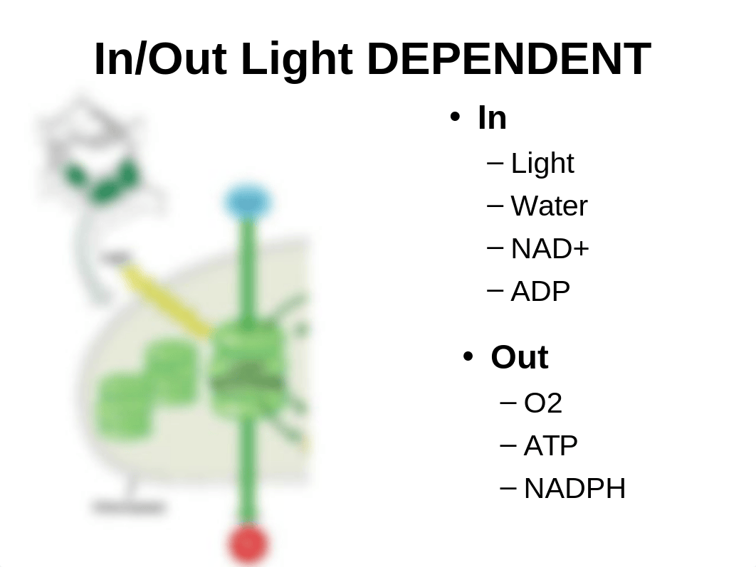 9.1 Cellular Respiration Overview.ppt_djwav10tuve_page4