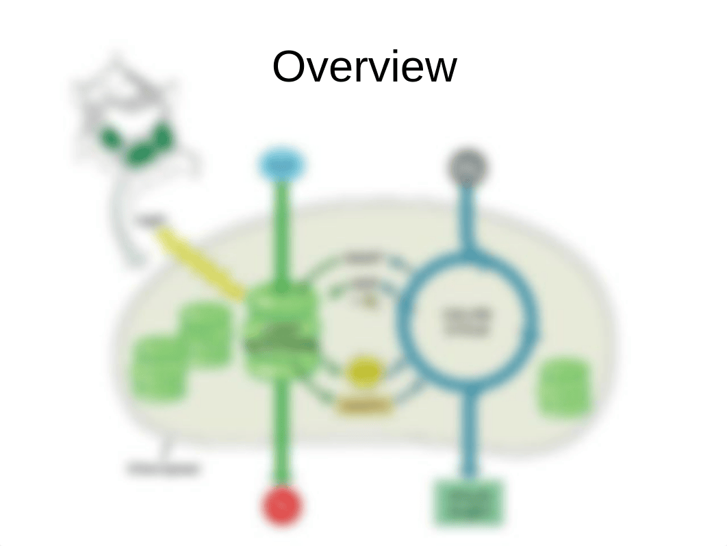 9.1 Cellular Respiration Overview.ppt_djwav10tuve_page3