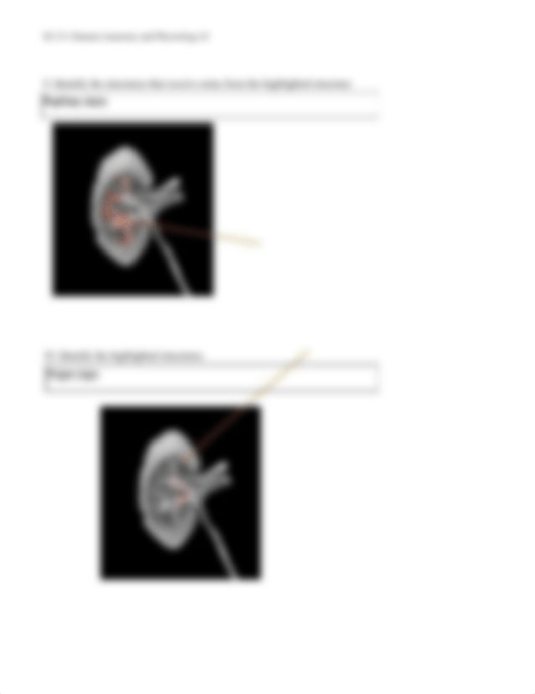 ErinMauneySC131Unit6Assignment-urinary_djx6axpe7k8_page5