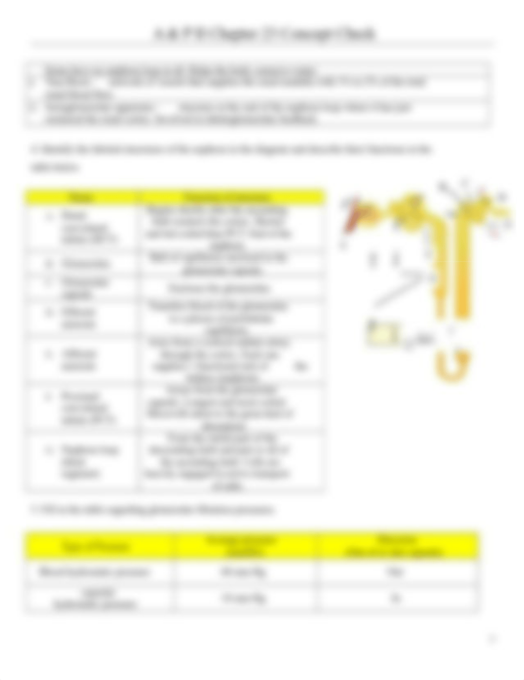 Chapter 23 Concept Check (A&P2) - The Urinary System.doc_djx6rd19x7o_page2