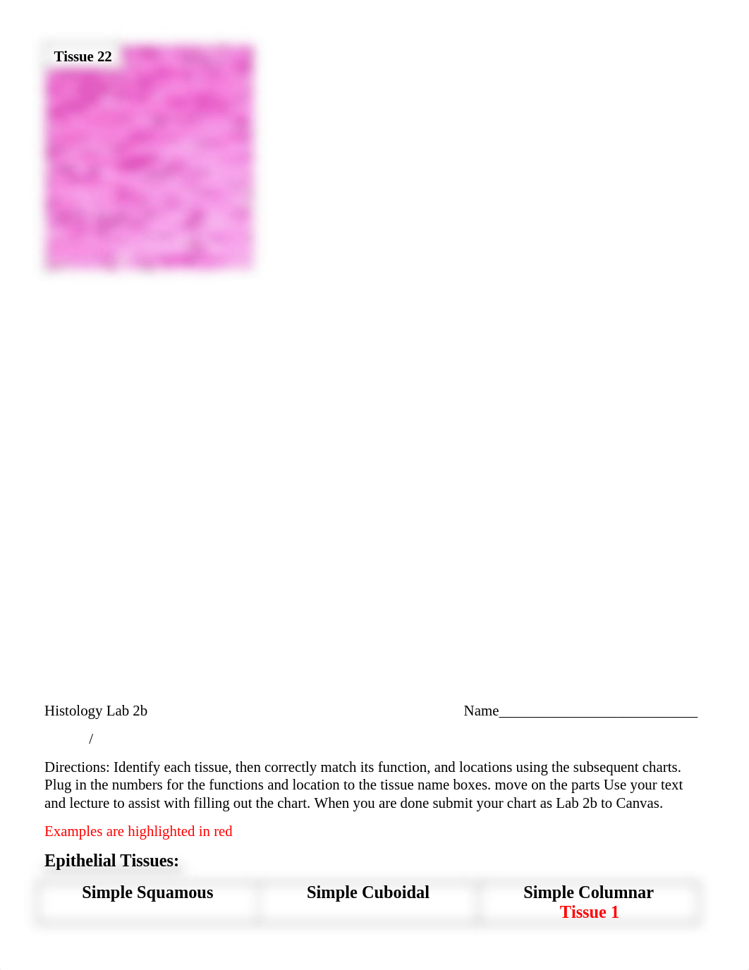 Histology Lab 2b (2).docx_djxcvph1w00_page4