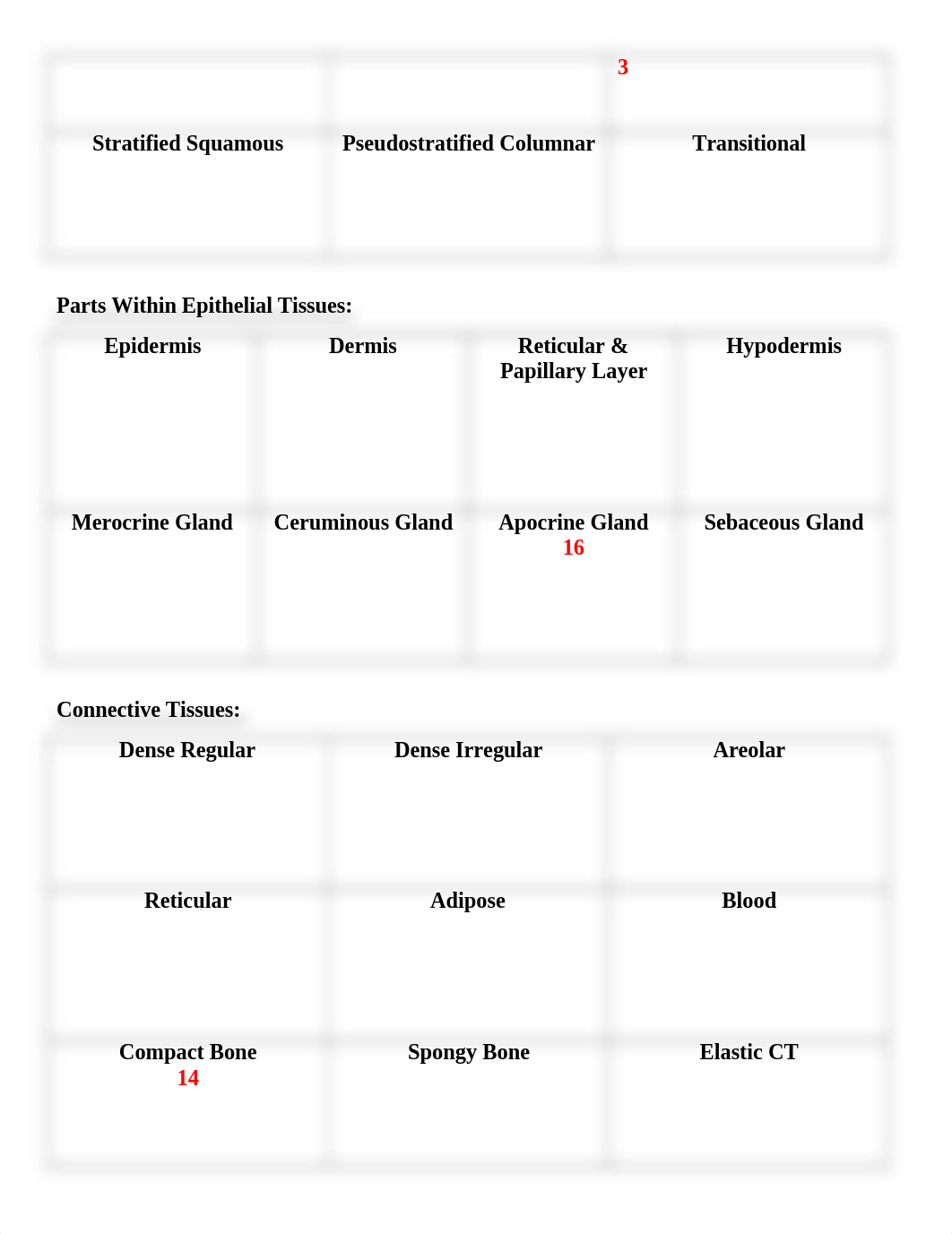 Histology Lab 2b (2).docx_djxcvph1w00_page5