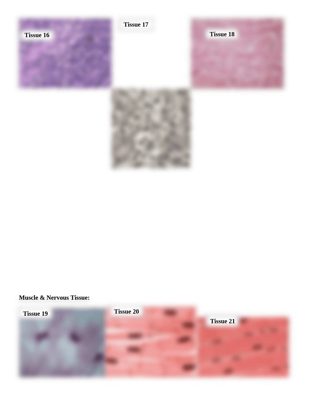 Histology Lab 2b (2).docx_djxcvph1w00_page3