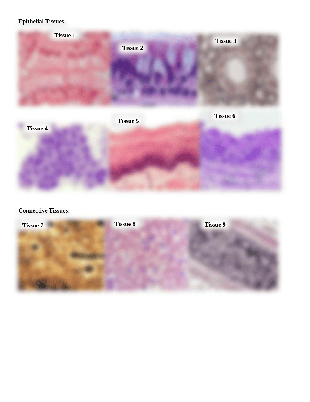 Histology Lab 2b (2).docx_djxcvph1w00_page1