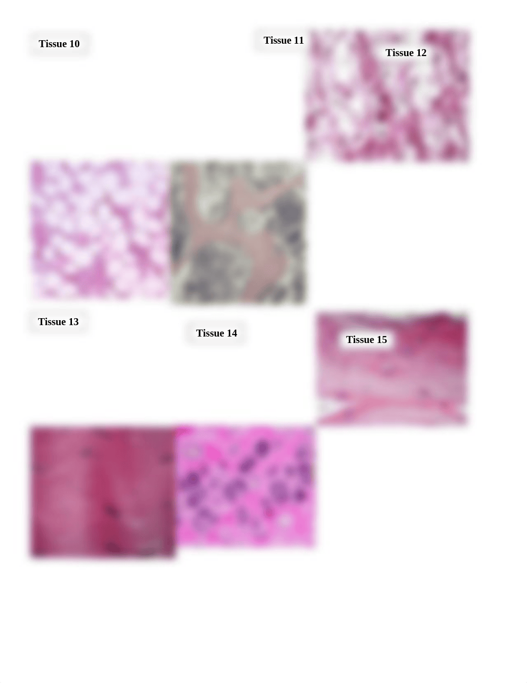 Histology Lab 2b (2).docx_djxcvph1w00_page2