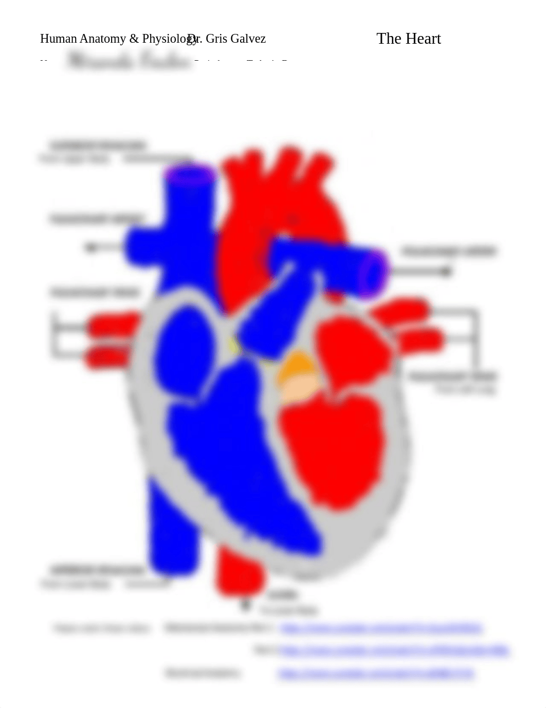 Ch 20 Heart coloring blood circulation.pdf_djxmogbbx0c_page2