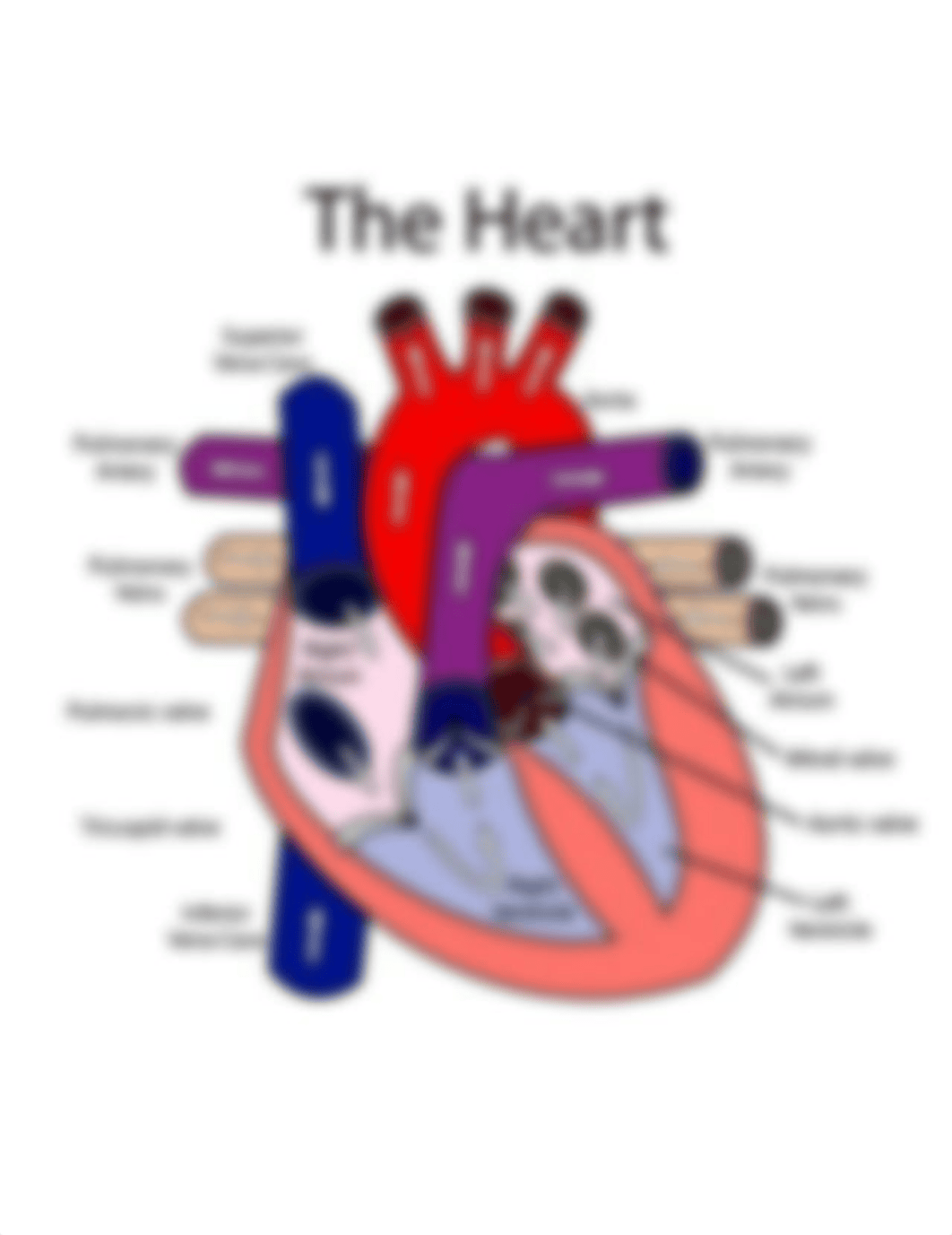 Ch 20 Heart coloring blood circulation.pdf_djxmogbbx0c_page1