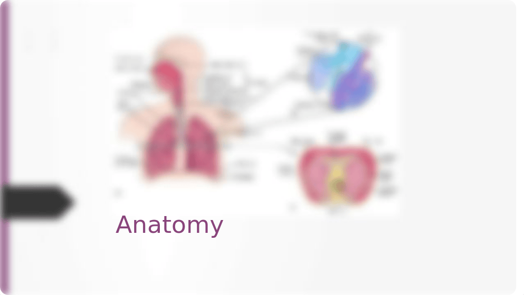 Nursing Assessment Respiratory Function (2).pptx_djy9yyqz6lj_page2