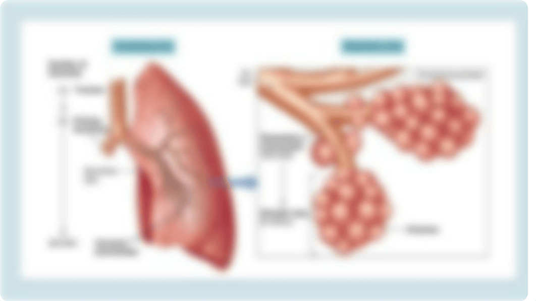 Nursing Assessment Respiratory Function (2).pptx_djy9yyqz6lj_page3