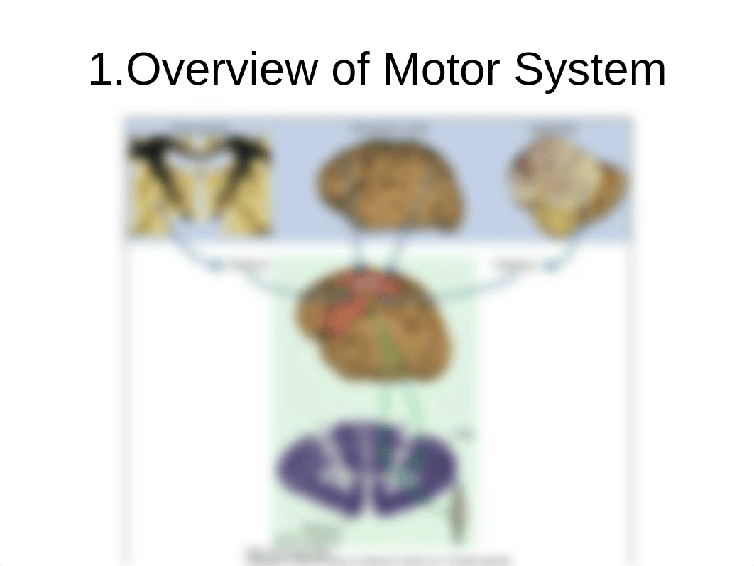 O'Donoghue.Introduction to Motor Systems.311_djya8asb9a4_page4