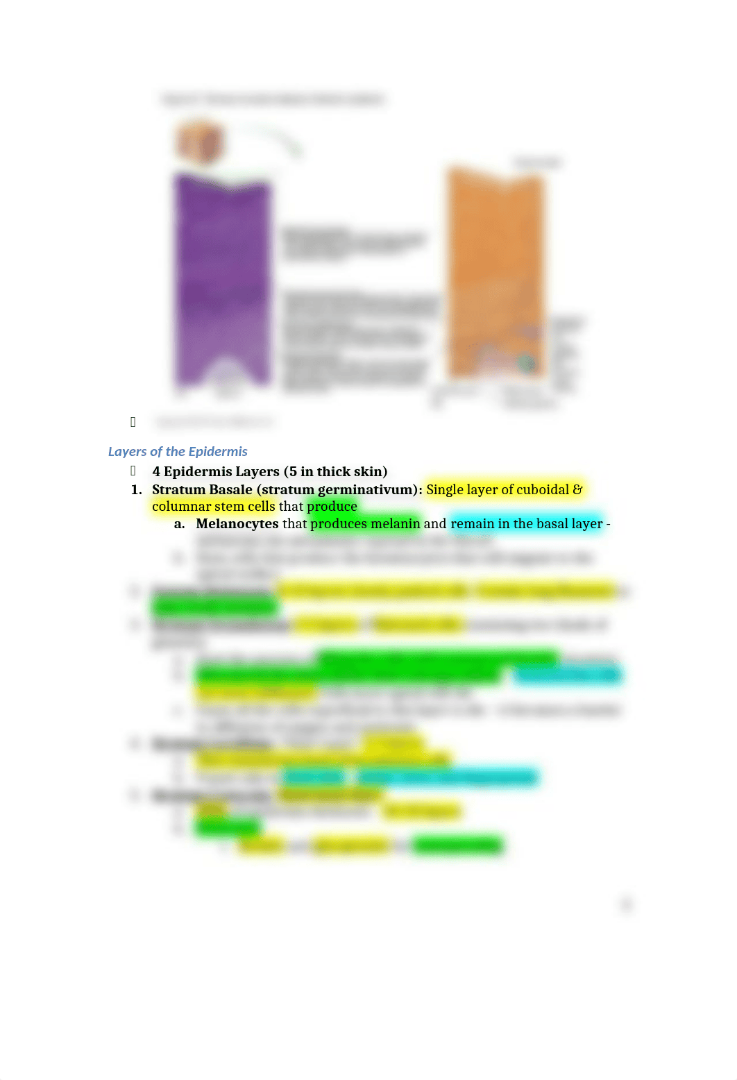 Chapter 5 Integumentary System.docx_djyoksf2awc_page2