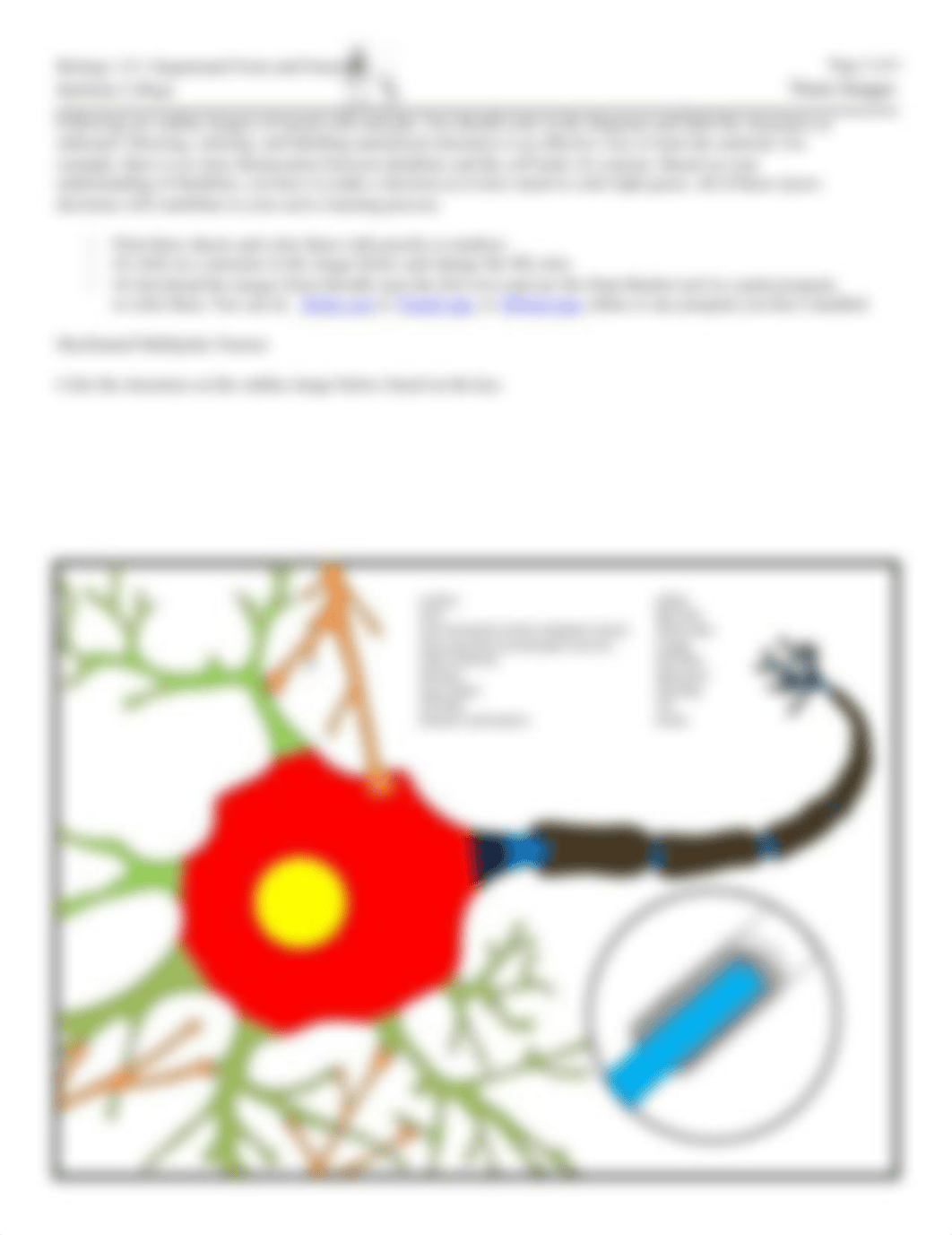 Bio 115-21 Neuron and Glia Drawings.docx_djyr0atqvp3_page2