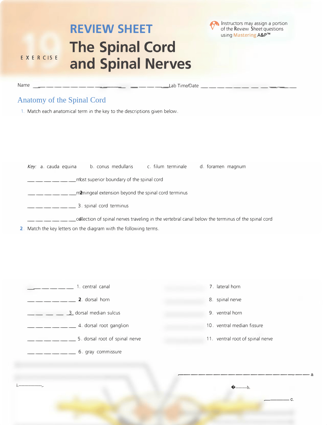 Spinal Cord and Spinal Nerves.pdf_djz6cen0rgv_page1