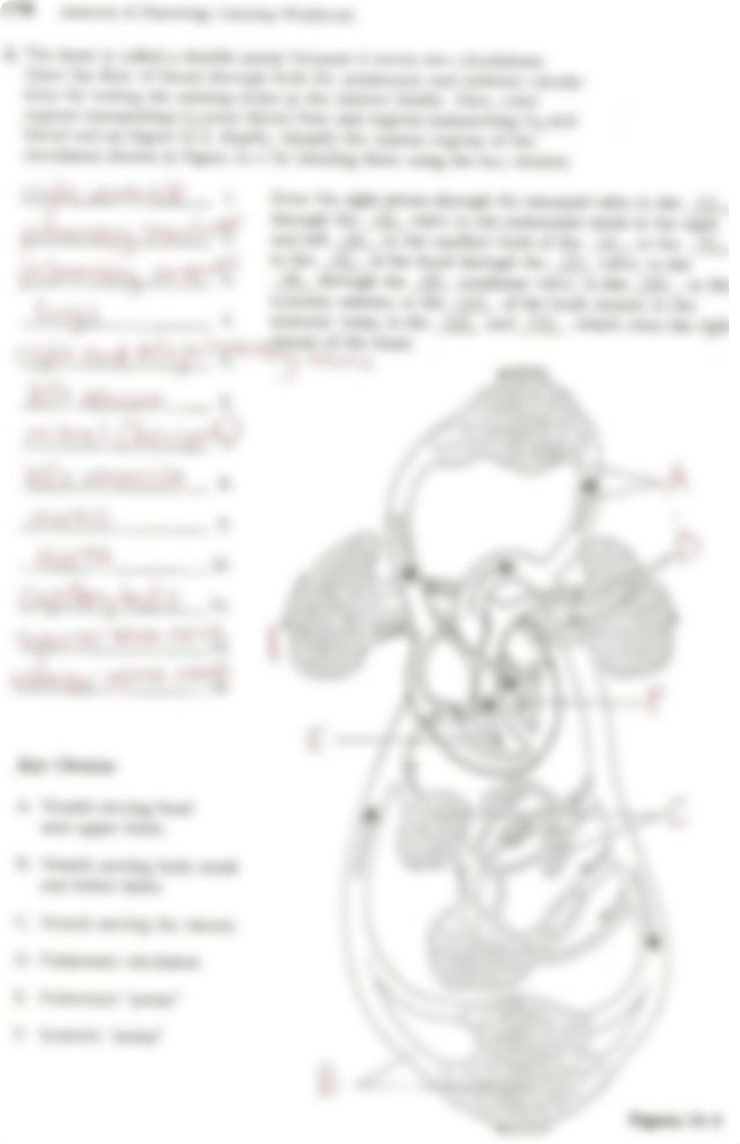 KEY_Cardiovascular System Review_djzlnflw5p0_page2