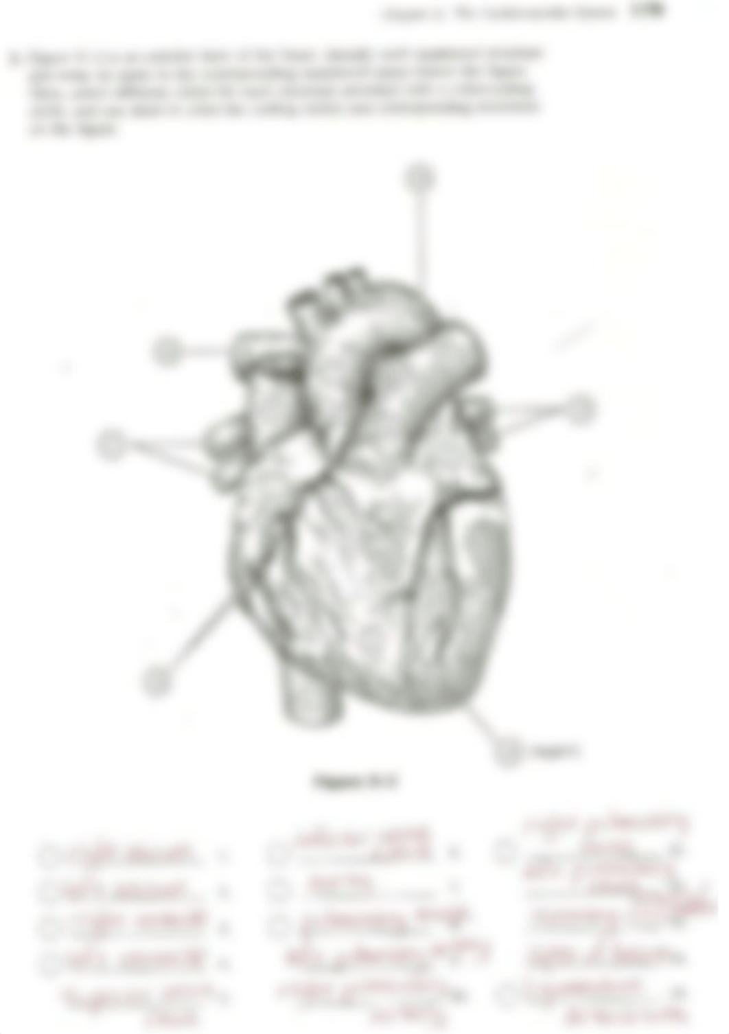 KEY_Cardiovascular System Review_djzlnflw5p0_page3