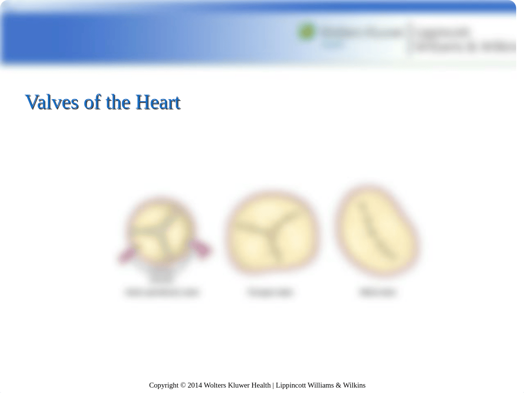 Hinkle_PPT_Ch_24 Infectious diseases of the heart .ppt_djzzfye26cx_page3