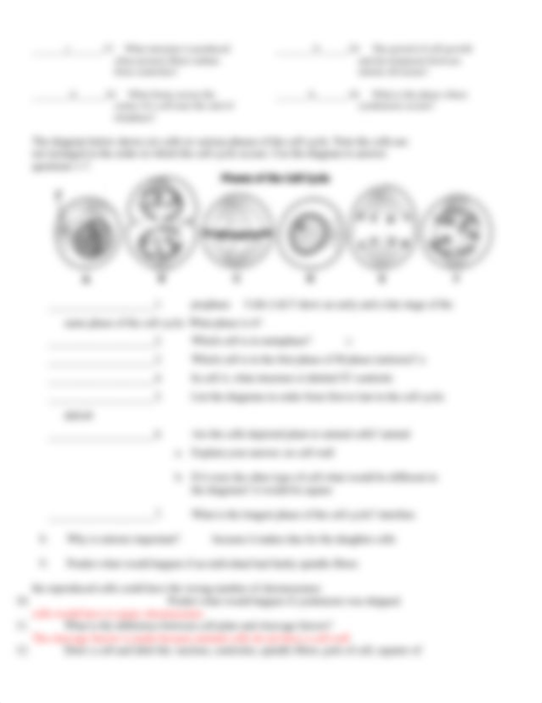 LUCAS HUNTER - the-cell-cycle-worksheet.docx_djzztvws63t_page2