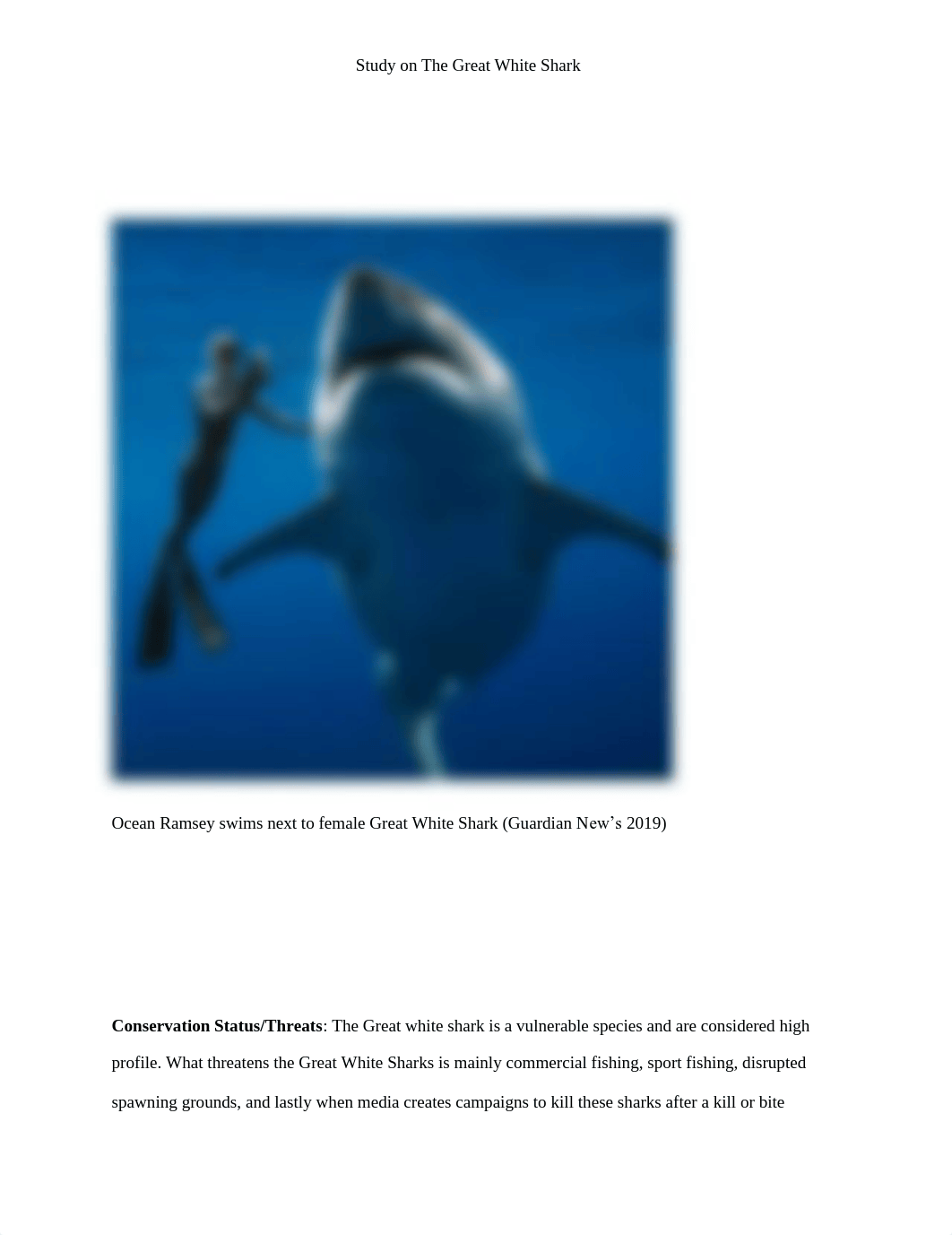 Great White Shark Science Paper.pdf_dk0eo2rj8h6_page3