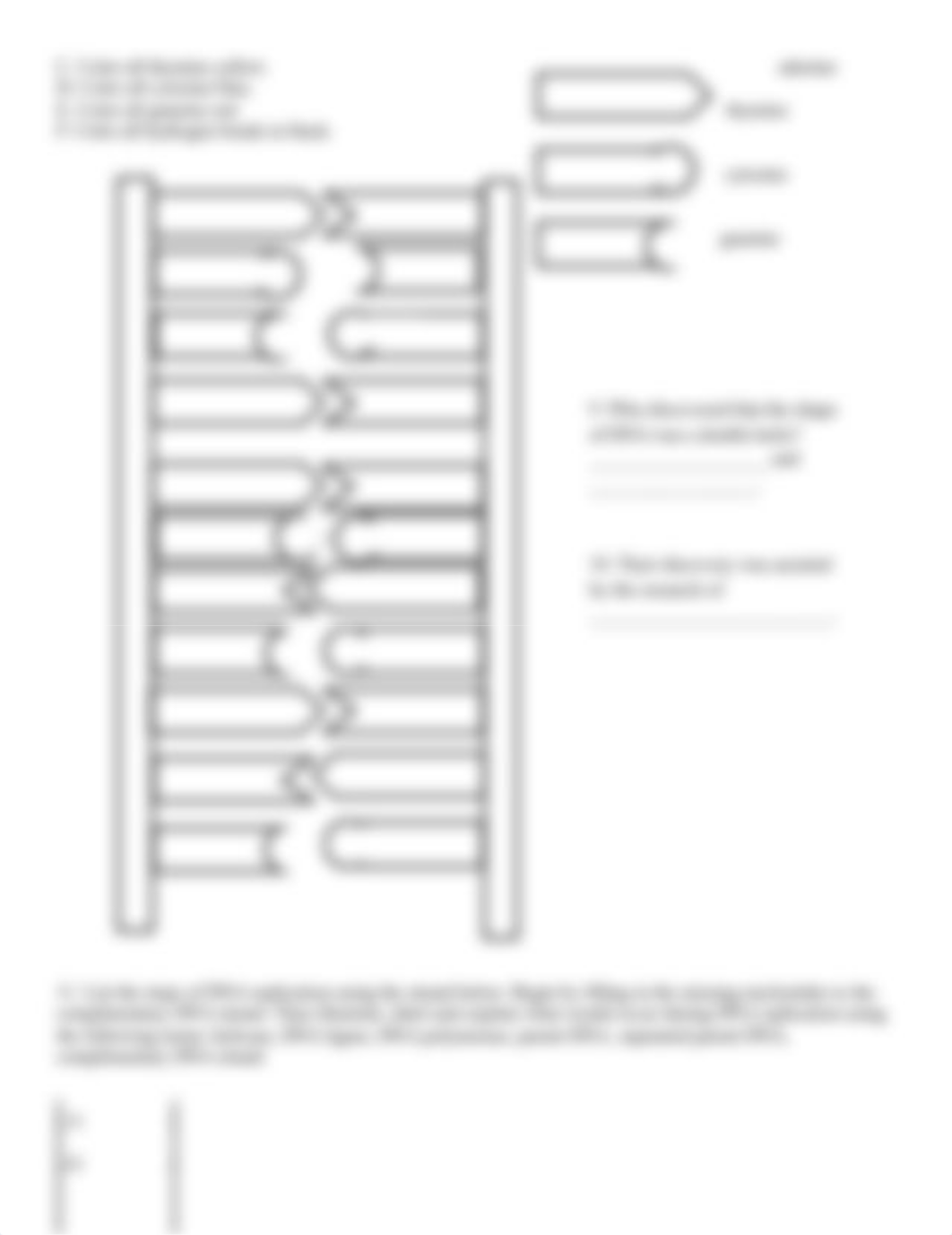 DNA Structure  Function Activity.docx_dk0r4jyoc8g_page2