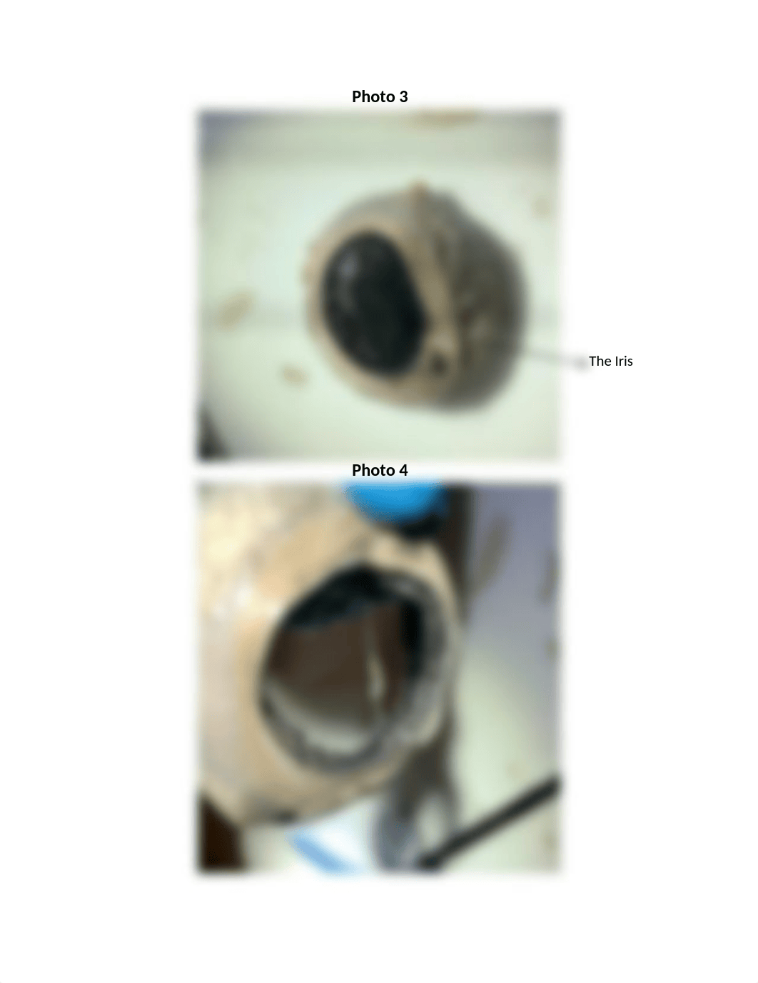 Cow Eye Dissection Lab Report.docx_dk0vamaanw5_page2