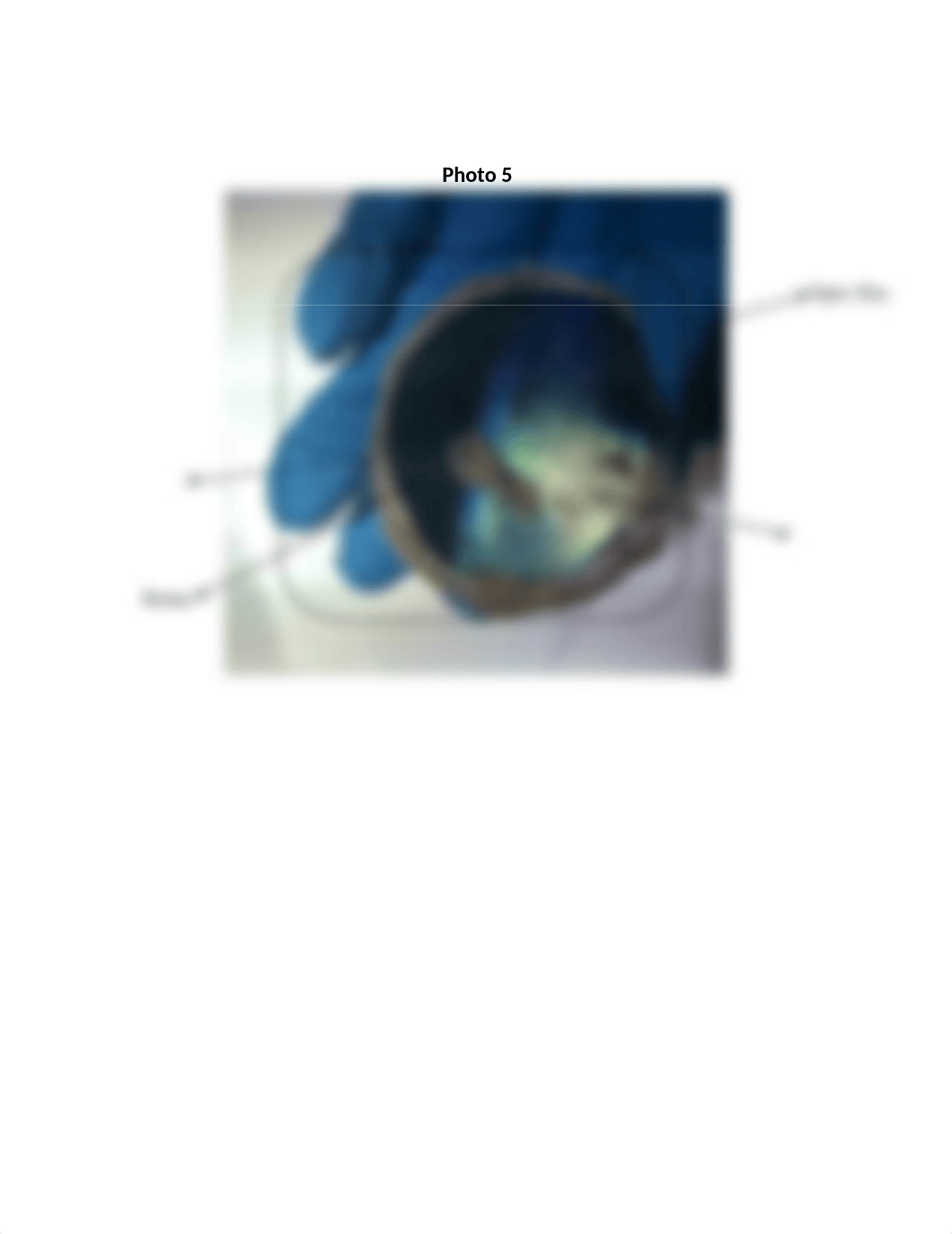 Cow Eye Dissection Lab Report.docx_dk0vamaanw5_page3