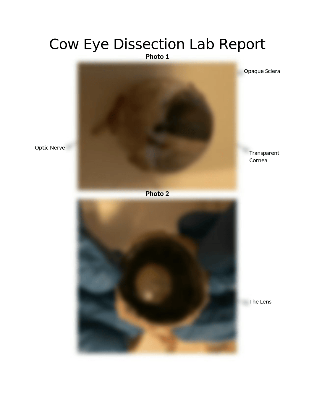 Cow Eye Dissection Lab Report.docx_dk0vamaanw5_page1