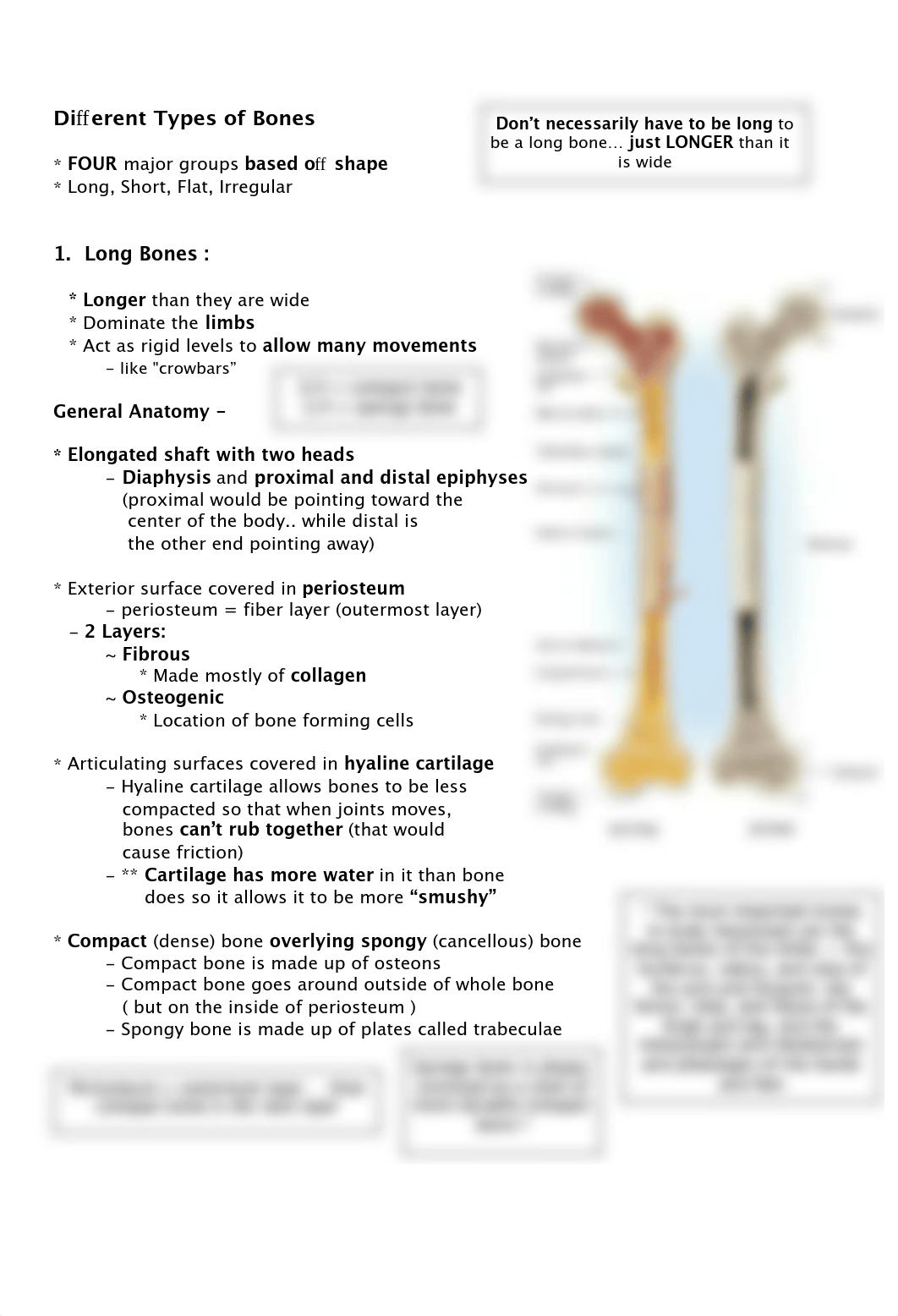 A&P - Chapter 7 - Bone Tissue .pdf_dk12dkt5prx_page2