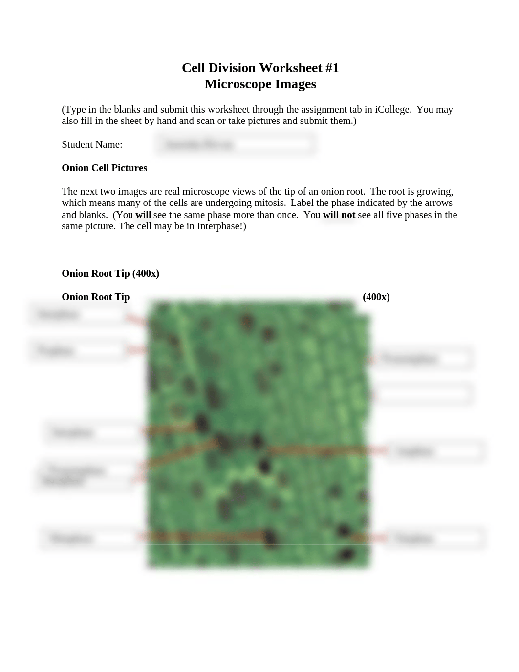 celldivisionworksheet1.docx_dk1d69ymxdy_page1